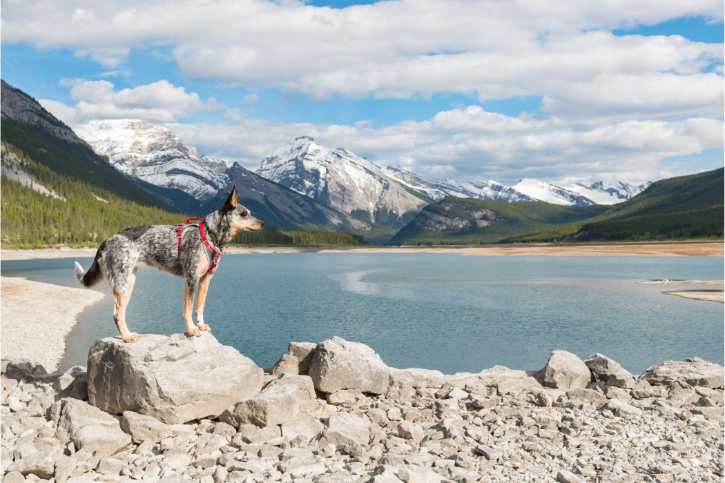 dog looking at lake